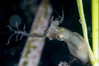 「ヒメイカ」のサムネイル画像