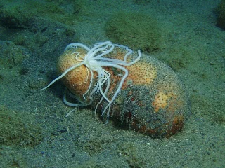 「チズナマコ」のサムネイル画像