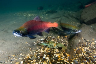 「ヒメマス」のサムネイル画像