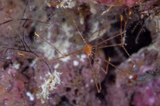 「ホシゾラワラエビ」のサムネイル画像