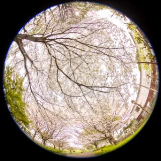 「ソメイヨシノ(染井吉野)」のサムネイル画像