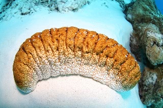 「タマナマコ」のサムネイル画像