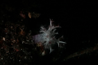 「無題」のサムネイル画像