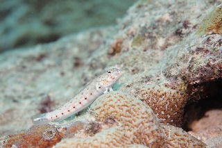 「ヨツメトラギス」のサムネイル画像