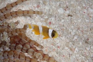 「クマノミ(Anemonefish)」のサムネイル画像