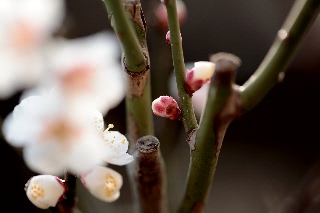 「白梅」のサムネイル画像