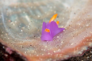 「ムラサキウミコチョウ」のサムネイル画像