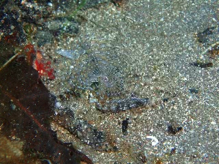 「ケヤリムシ」のサムネイル画像