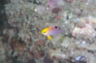 「タルボッツデモイゼル(talbot's demoiselle)」のサムネイル画像