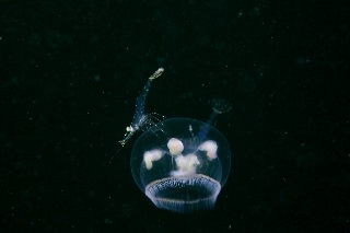 「ジェリーフィッシュライダー」のサムネイル画像