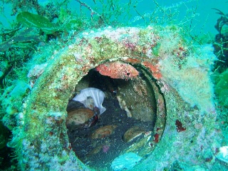 「てへっ 見つかっちゃった？」のサムネイル画像