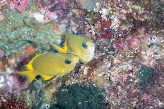 「ヒマワリスズメダイ」のサムネイル画像