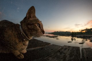 「ネコ」のサムネイル画像