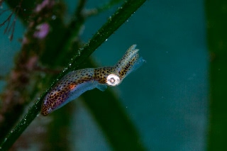 「ヒメイカ」のサムネイル画像