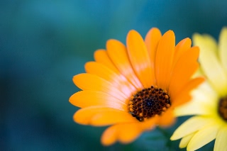 「アフリカキンセンカ」のサムネイル画像