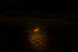 「アフリカライオン」のサムネイル画像