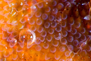 「コケムシの仲間」のサムネイル画像