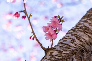 「ヨウコウザクラ(陽光桜)」のサムネイル画像