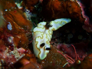 「キイロウミウシ」のサムネイル画像