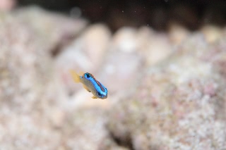 「ミヤコキセンスズメダイ」のサムネイル画像