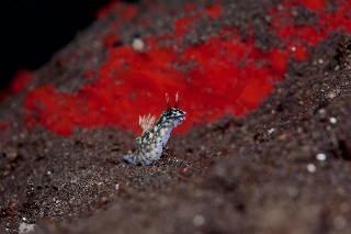 「ホシゾラウミウシ」のサムネイル画像