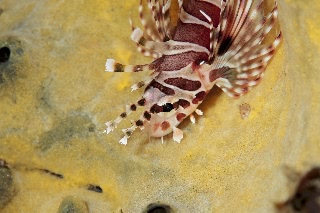 「ミノカサゴ」のサムネイル画像