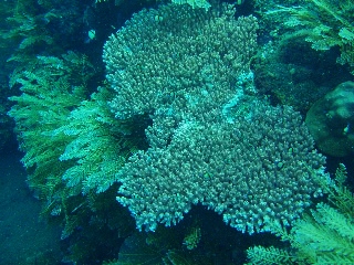 「サンゴ」のサムネイル画像