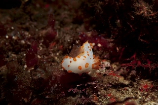 「キイボキヌハダウミウシ」のサムネイル画像