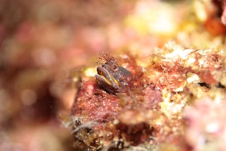 「トウシマコケギンポ」のサムネイル画像