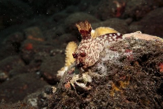 「ブッシュドノエルウミウシ」のサムネイル画像