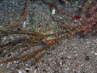 「アカエソ」のサムネイル画像