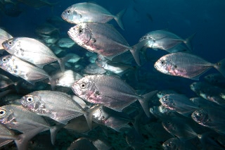 「インドオキアジ」のサムネイル画像