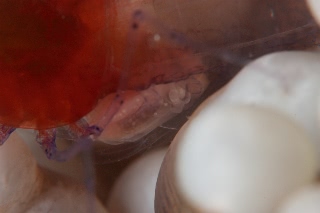 「エリマキテナガエビ(コロールアネモネシュリンプ,korore anemone shrimp)」のサムネイル画像