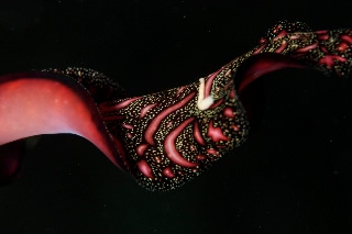 「ナンカイニセツノヒラムシ」のサムネイル画像