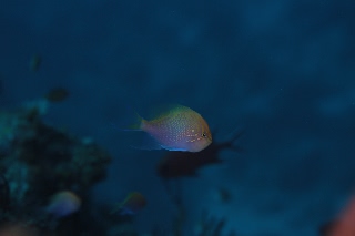 「ハナゴンベ」のサムネイル画像