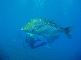 「ハマフエフキ」のサムネイル画像