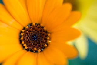 「アフリカキンセンカ」のサムネイル画像