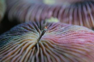 「クロスジイソハゼ」のサムネイル画像