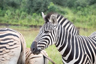 「サバンナシマウマ(Plains zebra)」のサムネイル画像