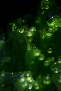 「ヒトエグサ」のサムネイル画像