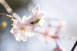 「サクラの仲間」のサムネイル画像