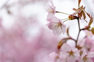 「オオヤマザクラ(エゾヤマザクラ,ベニヤマザクラ)」のサムネイル画像