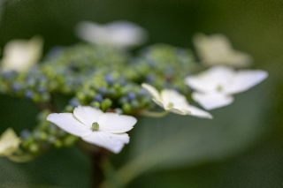 「ガクアジサイ(額紫陽花)」のサムネイル画像