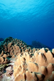 「無題」のサムネイル画像