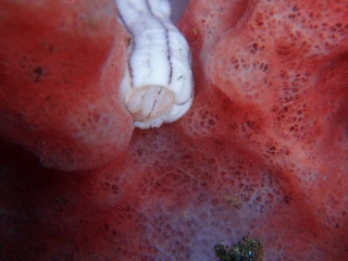 「シナプツラ・ランペルチ」のサムネイル画像