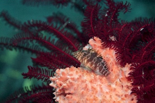 「オキゴンベ(yellow hawkfish)」のサムネイル画像