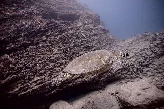 「ハワイアングリーンシータートル(Hawaiian Green Turtle)」のサムネイル画像