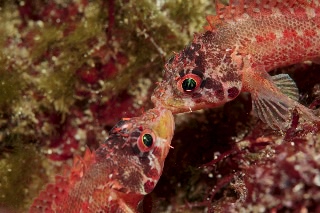 「イソカサゴ」のサムネイル画像