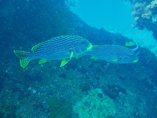 「アヤコショウダイ」のサムネイル画像