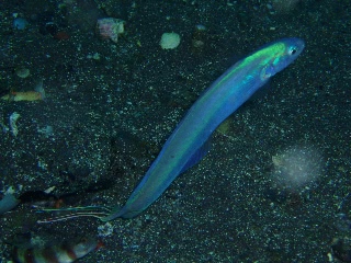 「ハナハゼ」のサムネイル画像